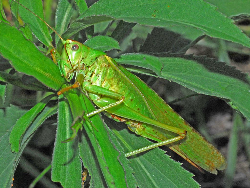 Tettigonia viridissima, femmina